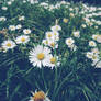 Daisies