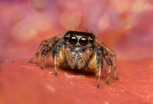 Jumper Spider