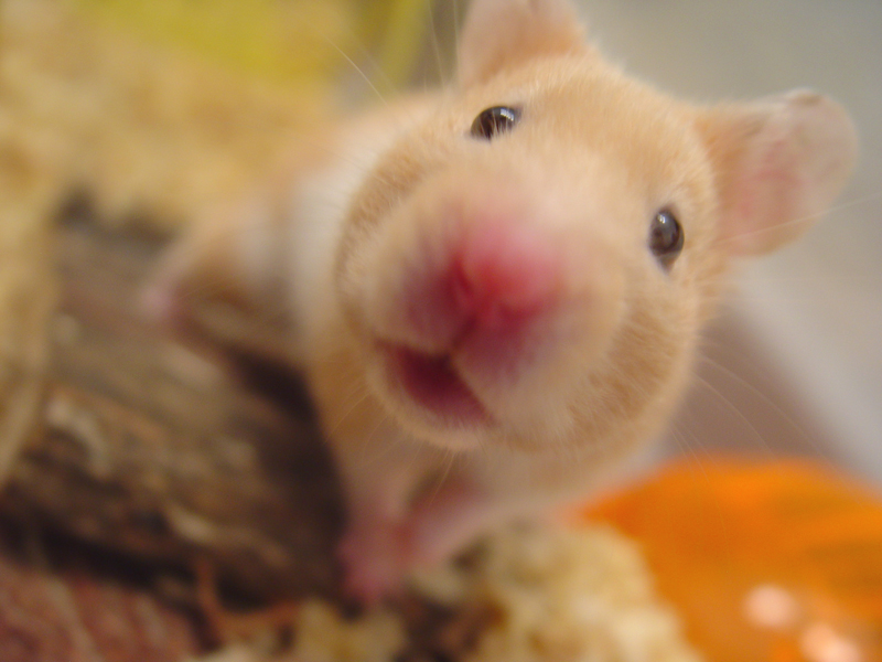 Hello Hamster