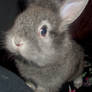 My Cute Bunny