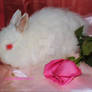 Bunny And Roses 3