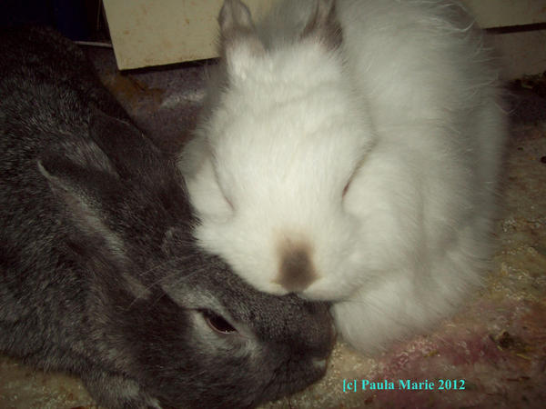 Bunny Love 2