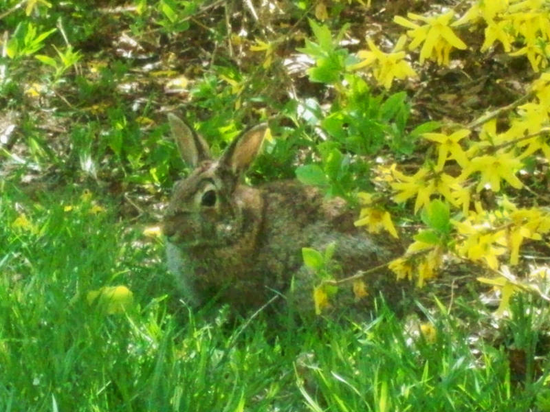 Wild Bunny 1