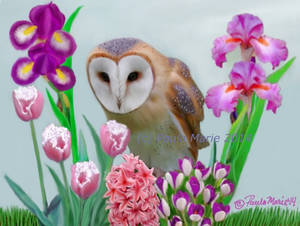 Barn Owl In The Spring Time
