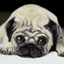 Pug