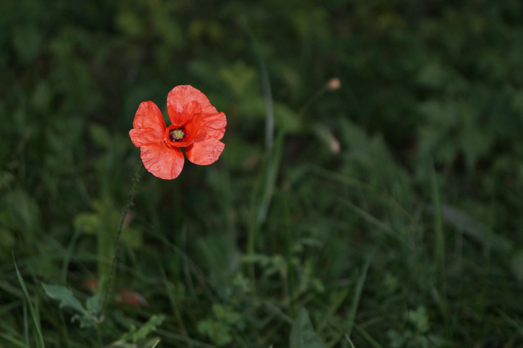 Red Poppy