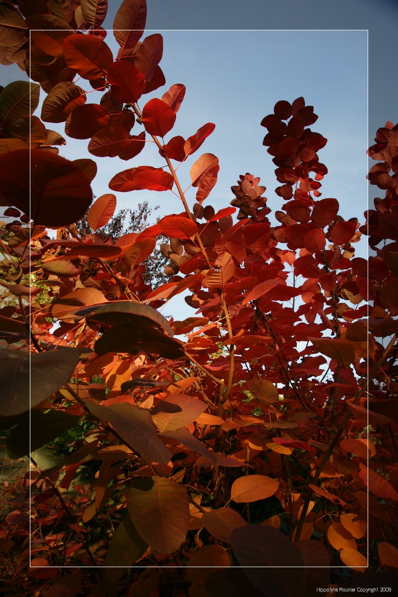 Red tree branches in sunset