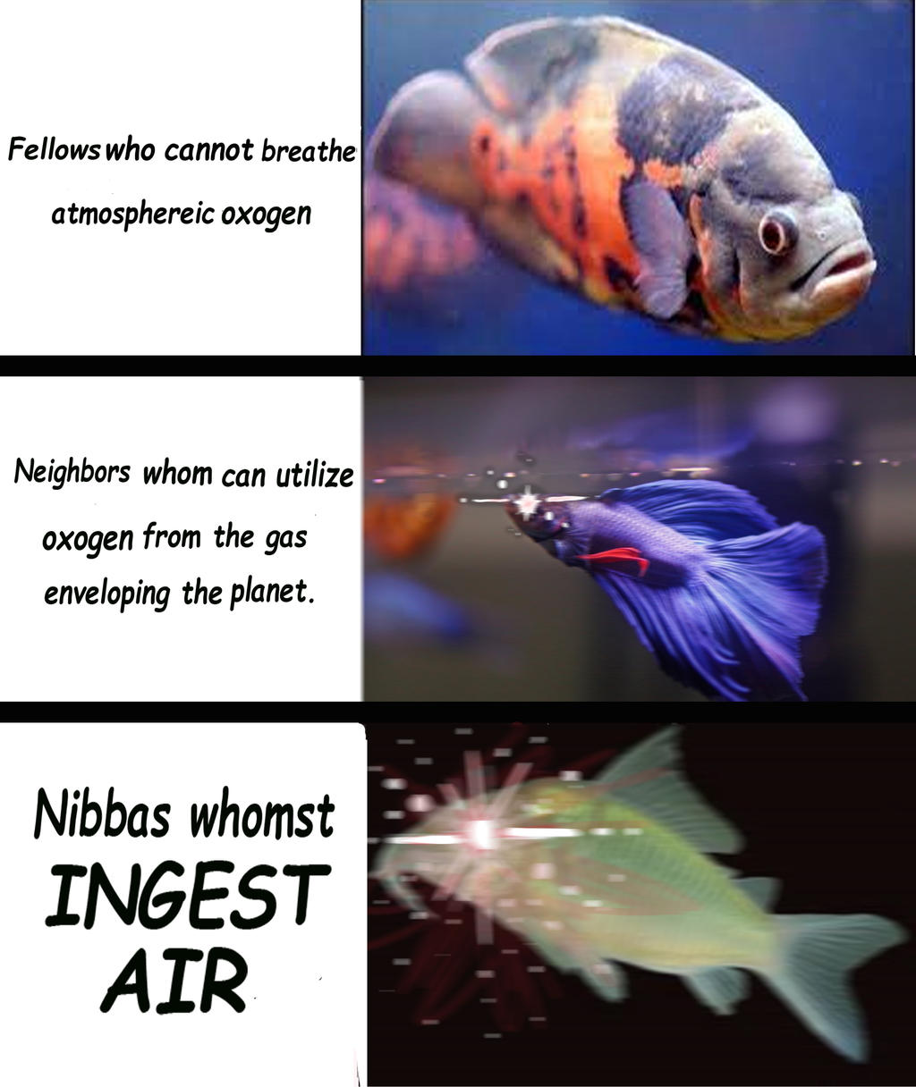 Fish keeping meme