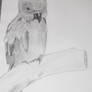 love bird in pencil