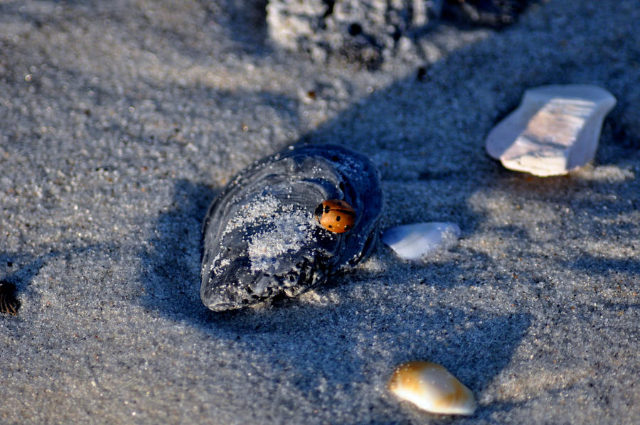 Lady bug sea shell by xxblackfirexx7 on DeviantArt