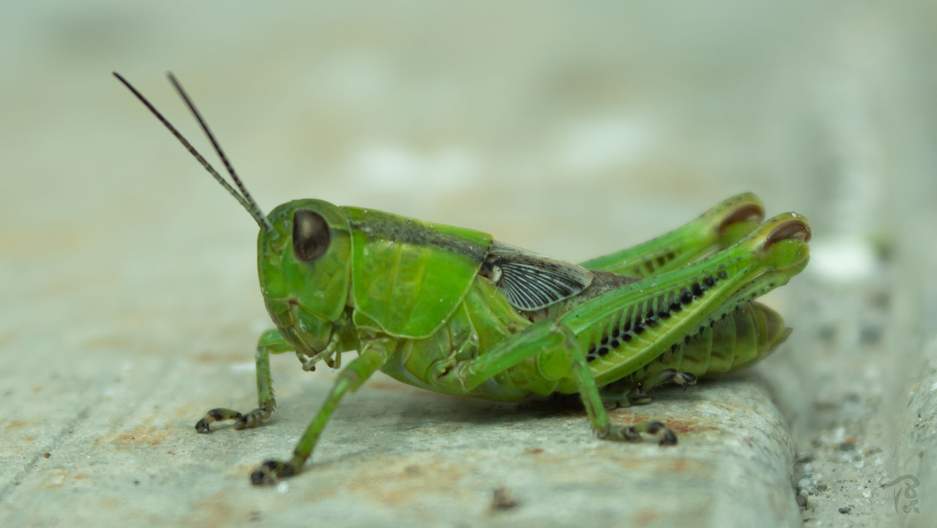 Chapulin Insect Otra foto del chapulin verde by Tepot2006 on DeviantArt