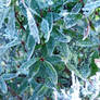 Frozen leaves