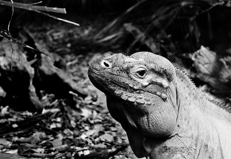 Rhinoceros Iguana (Black and White)