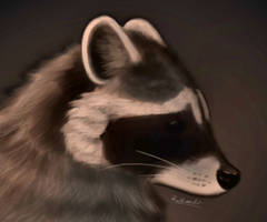 raccoon