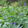 Aconitum variegatum