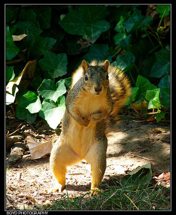 Squirrel Boxing