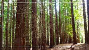 Bosque de sequoyas de Cantabria by Gemaah