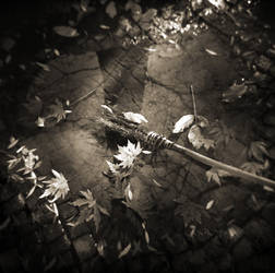 The last leaves