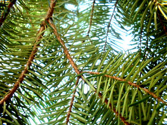 pine needles