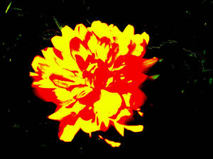 Fire Flower