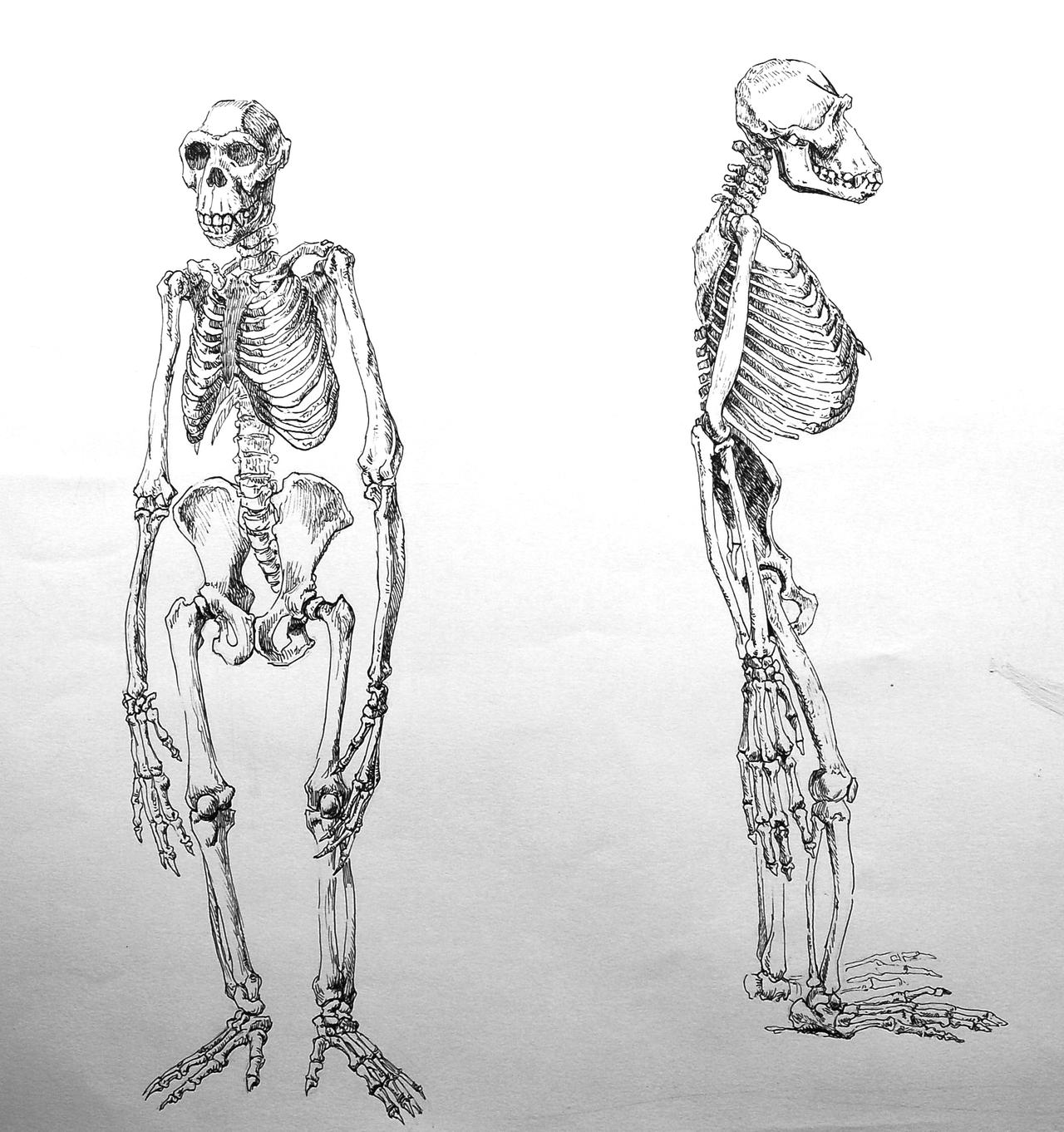 monkey anatomy study by elthe on DeviantArt