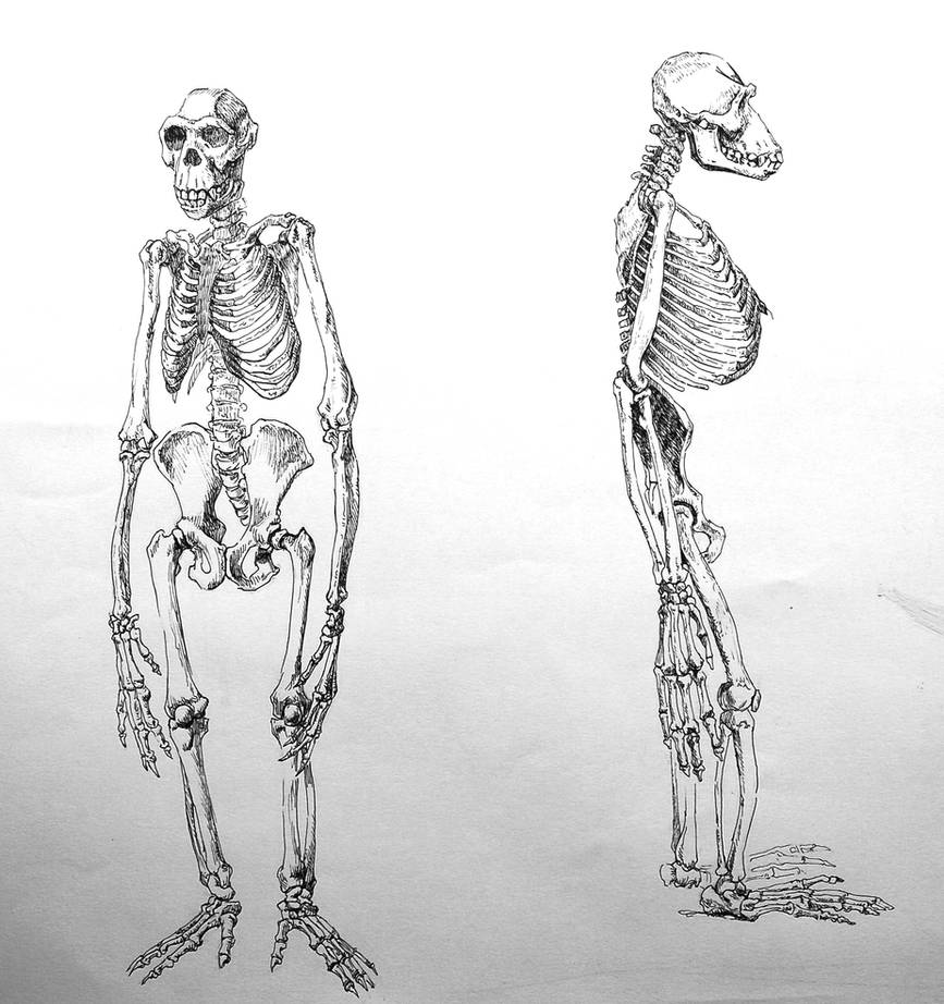 monkey anatomy study by elthe on DeviantArt