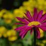 Pink Daisy