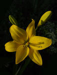 Yellow Lily by barcon53