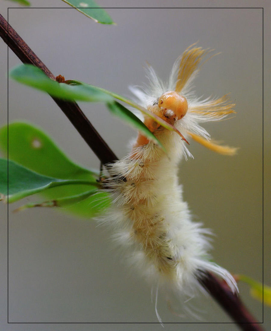 Harris' Tussock Moth 'pillar