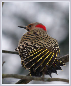 Flicker Male