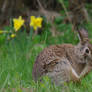 Yard Bunny Jr