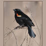 RedWing Blackbird on Twigs