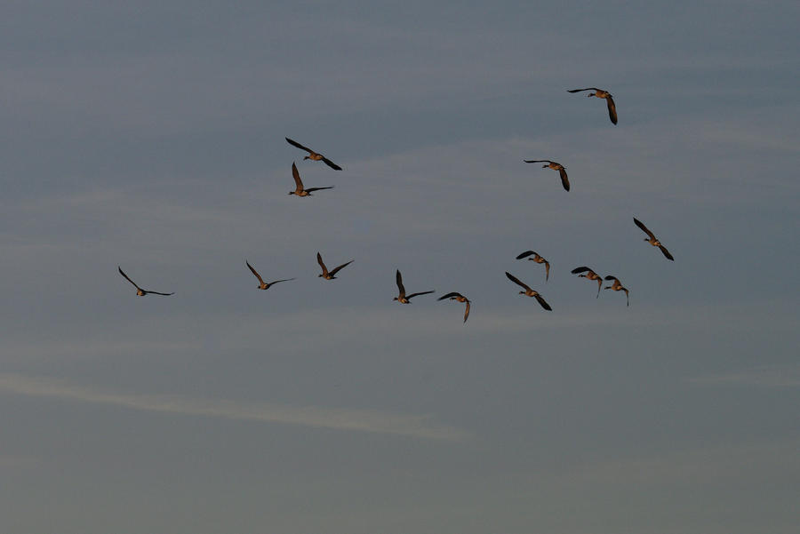 Geese flock stock