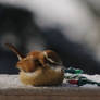 Christmas wren