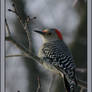 Red Bellied Woodpecker Female