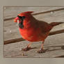 Cardinal Male