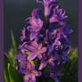 Spring Hyacinth