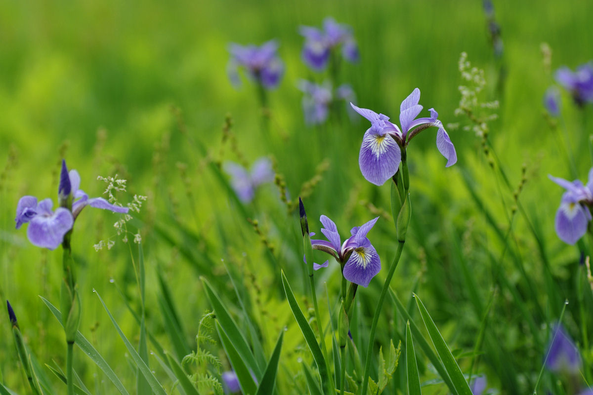 Blue Flag Iris Patch