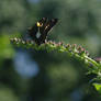 Stained Glass Skipper