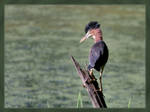 Young Green Heron Crest by barcon53