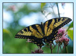 Tiger Swallowtail by barcon53