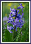 Blue Hyacinth by barcon53