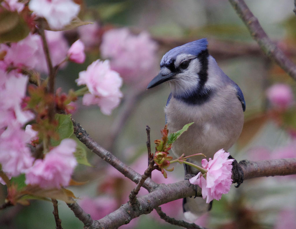 Blue Jay in Pink