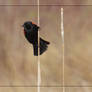 RedWinged Blackbird on Reed