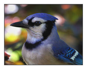 Portrait of a Jay