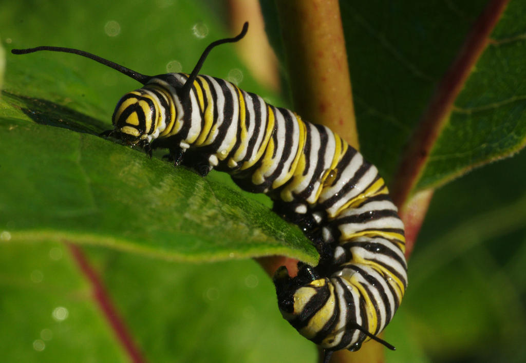 Monarch Caterpillar