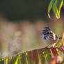 Song Sparrow