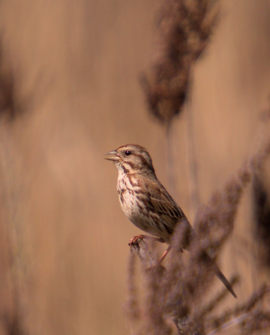 Song Sparrow Singing