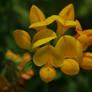 Birdfoot Trefoil