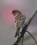 Finch Male by barcon53